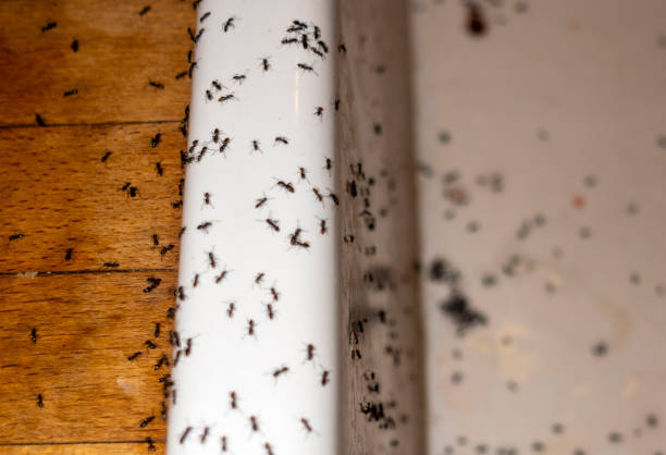 Best Pest Removal Services  in Konterra, MD